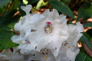 RHODODENDRON calphytum