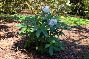 RHODODENDRON calphytum 02