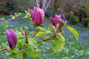 MAGNOLIA x brooklynensis 'Black Beauty'