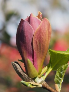 MAGNOLIA x brooklynensis 'Eva Maria'