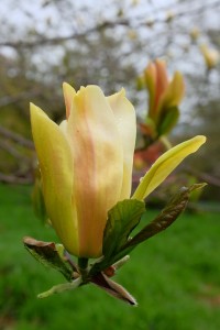 MAGNOLIA 'Stellar Acclaim'