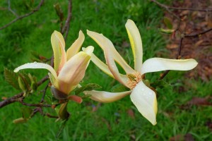 MAGNOLIA 'Stellar Acclaim' 02