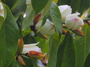 MICHELIA 'Touch of Pink'