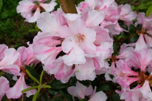 RHODODENDRON 'Anne Teese'