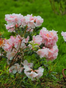 RHODODENDRON 'Anne Teese' 02