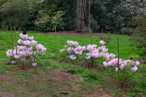RHODODENDRON 'Anne Teese' 03