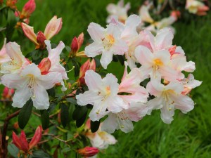 RHODODENDRON 'Harry Tagg'