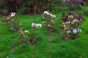 RHODODENDRON 'Harry Tagg' 02