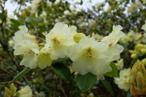 RHODODENDRON 'logan Damaris'