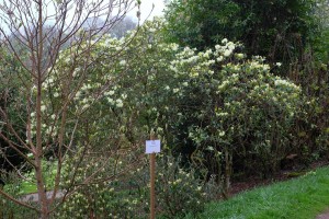 RHODODENDRON 'logan Damaris' 02