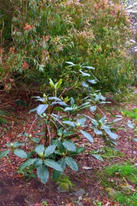 RHODODENDRON sinonuttalii