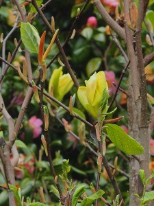 MAGNOLIA 'Green Bee'