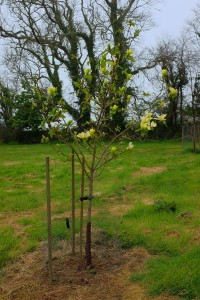 MAGNOLIA 'Swedish Star'