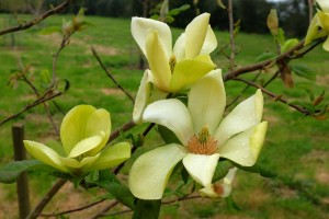 MAGNOLIA 'Swedish Star' 02