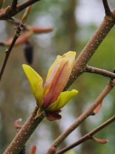 MAGNOLIA 'Woodsman' x 'Pink Surprise'