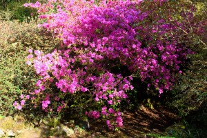 AZALEA tebotan