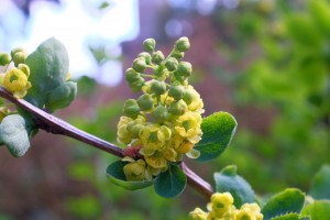 BERBERIS amurensis 'Latifolia'