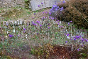 RHODODENDRON russatum