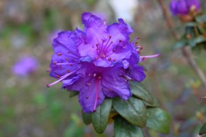 RHODODENDRON russatum 02