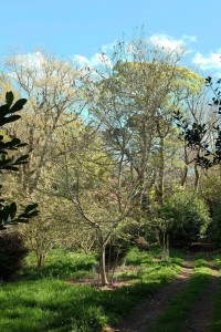 MAGNOLIA 'Eva Maria'