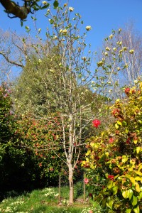 MAGNOLIA 'Hattie Carthan'