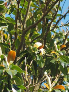 MAGNOLIA nitida