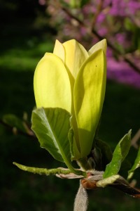 MAGNOLIA 'Solar Flair' 02