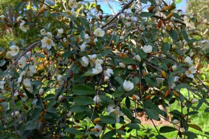 MICHELIA laevifolia