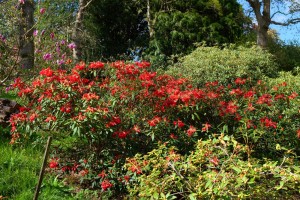 RHODODENDRON 'May Day'