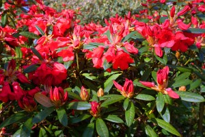 RHODODENDRON 'May Day' 02