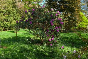 RHODODENDRON niveum