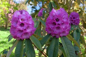 RHODODENDRON niveum 02