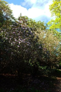 RHODODENDRON oreotrephes