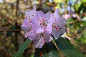 RHODODENDRON oreotrephes 02