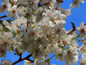 PRUNUS ahoi 02