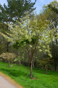 PRUNUS gyoiko