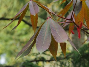 AESCULUS wangii 02