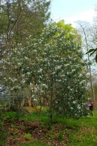 MICHELIA maudiae