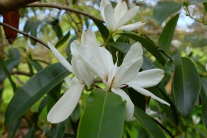 MICHELIA maudiae 02