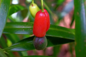 PODOCARPUS matudae FRUIT