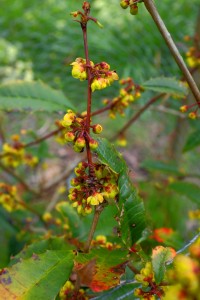 BERBERIS insignis var INSIGNIS