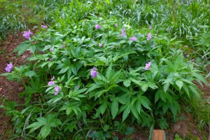 CARDAMINE pentaphyllos