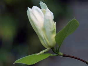 MAGNOLIA 'Carlos'