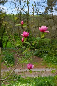 MAGNOLIA 'Rose Marie x Black Tulip'