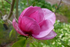 MAGNOLIA 'Rose Marie x Black Tulip' 02