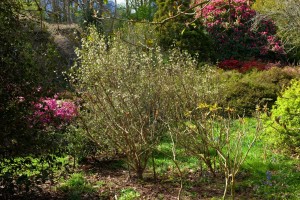 SYRINGA pinnata