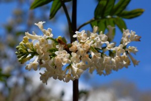 SYRINGA pinnata 02