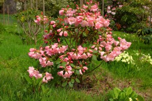 RHODODENDRON 'Moonstone'