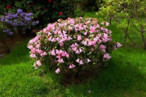 RHODODENDRON williamsianum_02