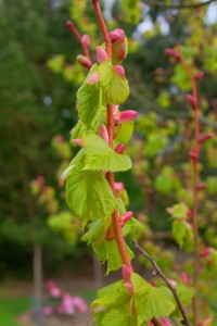 TILIA cordata 'Winter Orange'